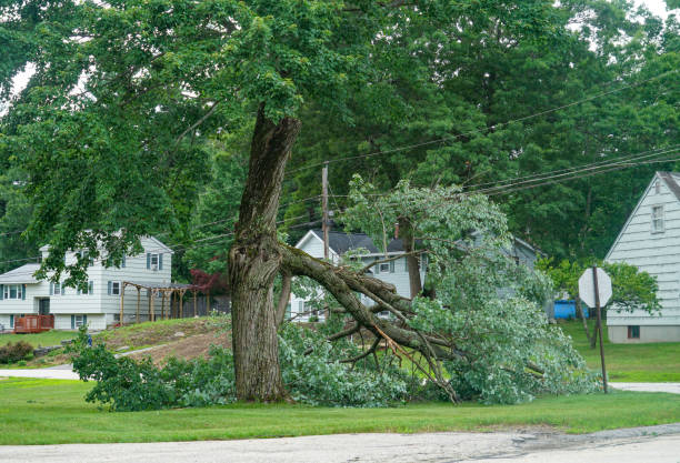 Reliable Bay Hill, FL Tree Service Solutions